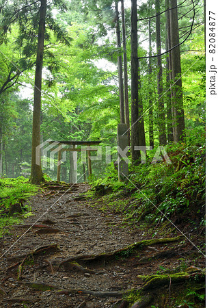 熊野古道(発心門王子)  【和歌山県田辺市本宮町】 82084877