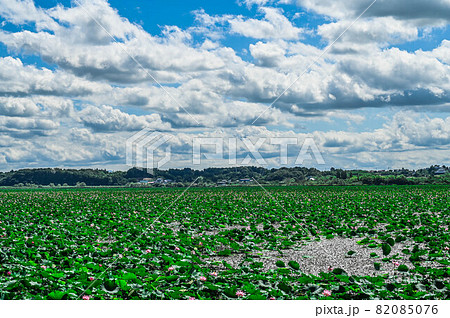 宮城県 伊豆沼の夏 沼一面の広大な蓮の葉 宮城県 伊豆沼の夏 沼一面の広大な蓮の葉 82085076