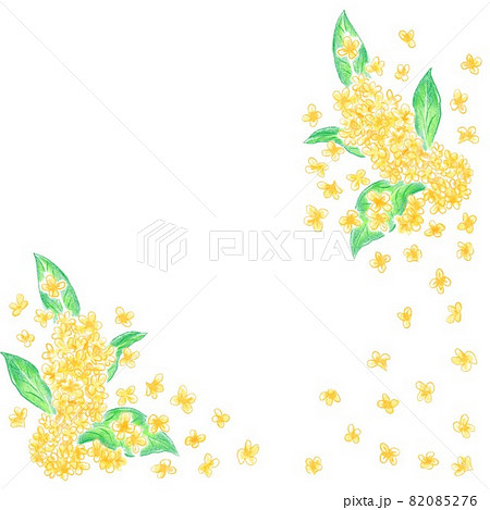 金木犀の花 82085276