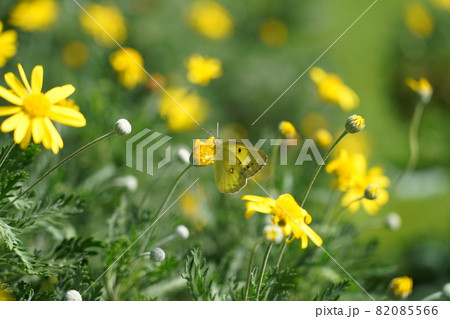 モンキチョウとユリオプスデージー モンキチョウとユリオプスデージー 82085566