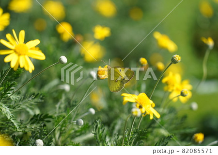 モンキチョウとユリオプスデージー モンキチョウとユリオプスデージー 82085571