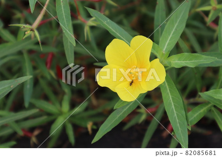 蟻が中にいる黄色の月見草の花の写真素材