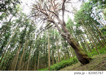 赤松の巨木「からかさ松」岩手県 赤松の巨木「からかさ松」岩手県 82085767