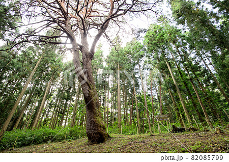 巨大木「からかさ松」岩手県 82085799