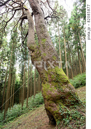 巨大木「からかさ松」岩手県 巨大木「からかさ松」岩手県 82085877