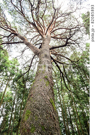 巨大木「からかさ松」岩手県 82085893