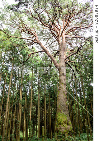 巨大木「からかさ松」岩手県 巨大木「からかさ松」岩手県 82085934