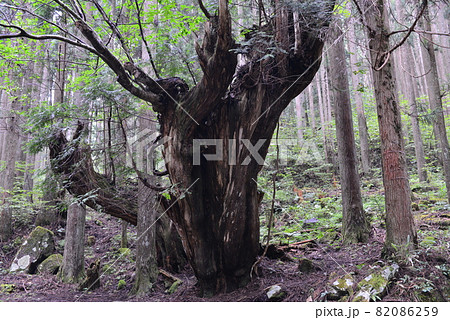巨大株杉 82086259