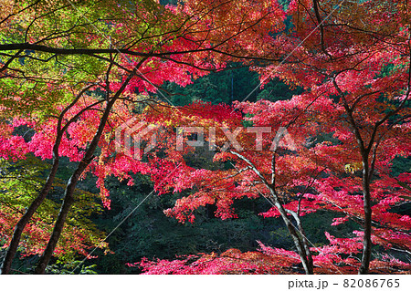 《岡山県》秋の紅葉、奥津渓の風景【11月】 《岡山県》秋の紅葉、奥津渓の風景【11月】 82086765