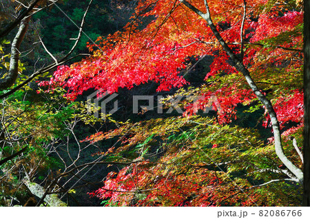 《岡山県》秋の紅葉、奥津渓の風景【11月】 《岡山県》秋の紅葉、奥津渓の風景【11月】 82086766