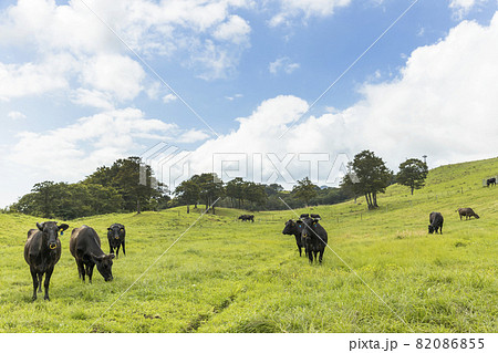 高原の牧場の雌牛の群れ 82086855