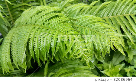 Fresh green foliage of fern bush with water drops 82086964