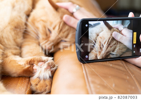 ペットをスマホでパシャリ　　茶トラ猫 82087003