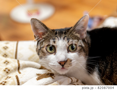 見つめる猫　キジトラ猫 82087004