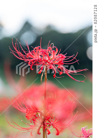 彼岸花（曼殊沙華） 82087128