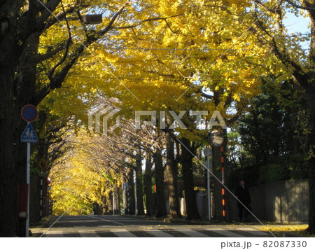 田園調布イチョウ並木 82087330