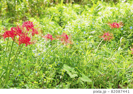 神奈川県三浦市小網代の森の彼岸花 神奈川県三浦市小網代の森の彼岸花 82087441