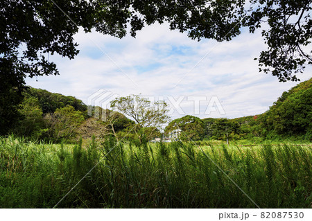 小網代の森（初秋） 82087530