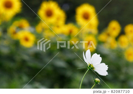 ヒマワリを背景に咲く白いコスモスの花 ヒマワリを背景に咲く白いコスモスの花 82087710