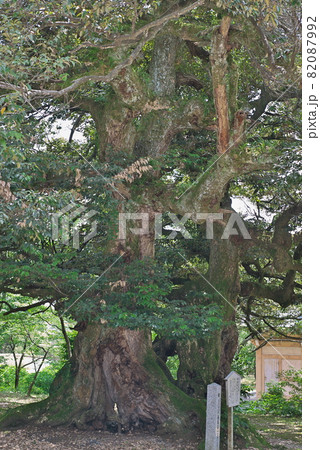 西福寺 スダジイ 福井 西福寺 スダジイ 福井 82087992