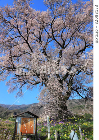 春の朝日に輝く満開の老木わに塚の桜 春の朝日に輝く満開の老木わに塚の桜 82088153