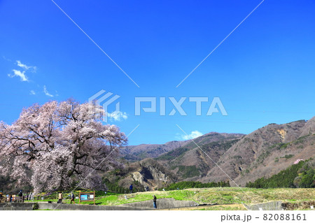 春の朝日に輝く満開の老木わに塚の桜 82088161