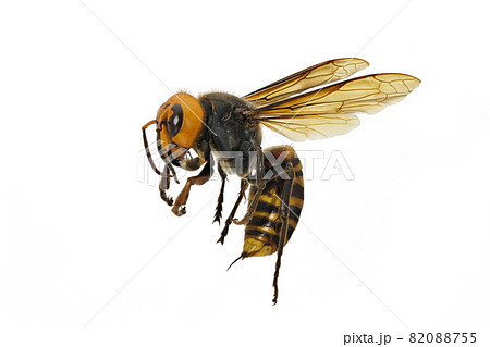 【スズメバチ】 (深度合成) 82088755