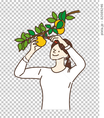 Harvest fruit hunting agricultural girls pears 82089246