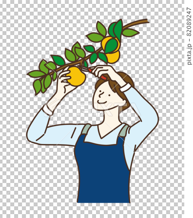Harvest fruit hunting agricultural girls pears 82089247