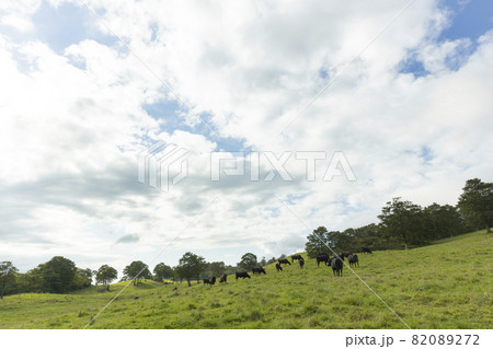 高原牧場の牛たち 高原牧場の牛たち 82089272
