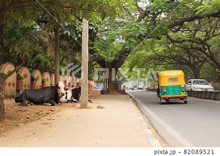 インド_牛とトゥトゥクのある風景 82089521