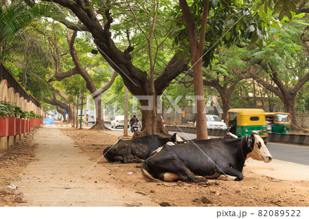 インド_牛とトゥトゥクのある風景 82089522