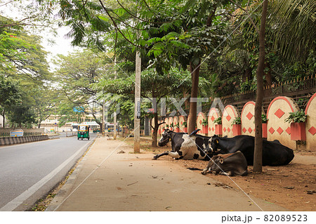 インド_牛とトゥトゥクのある風景 インド_牛とトゥトゥクのある風景 82089523