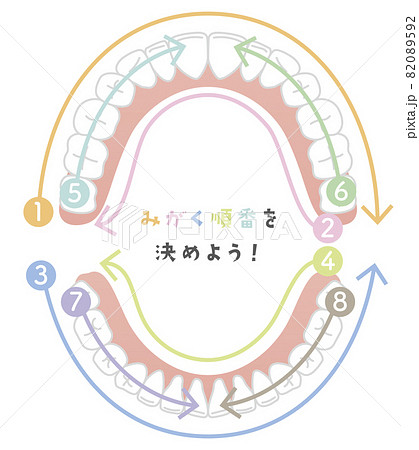 歯を磨く順番　永久歯 82089592