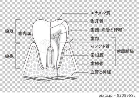 臼齒內部結構圖 臼齒內部結構圖 82089653