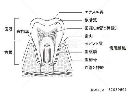 奥歯の内部構造イラスト 82089661