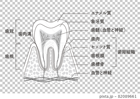 臼齒內部結構圖 臼齒內部結構圖 82089661