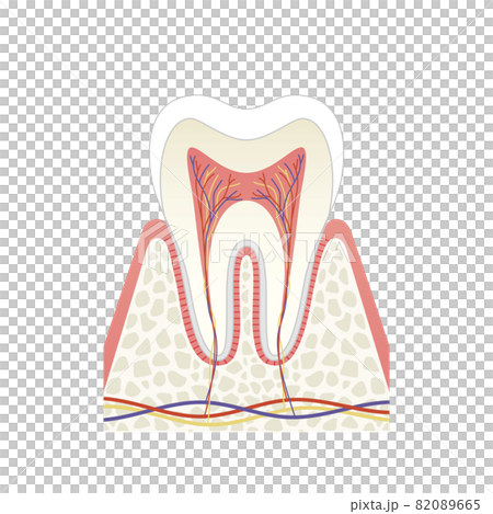 Molar internal structure illustration 82089665