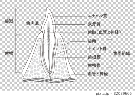 牙齒內部結構示意圖 82089666