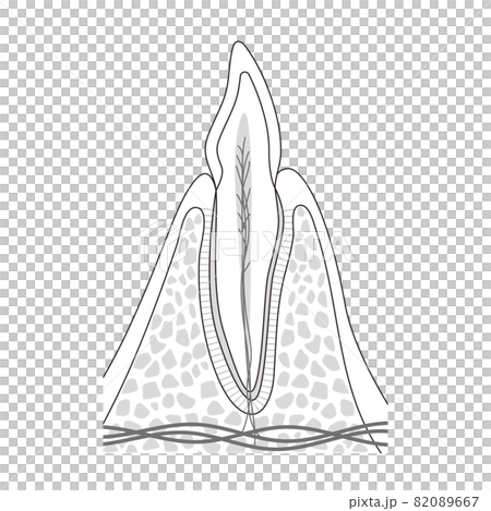 Illustration of internal structure of teeth 82089667