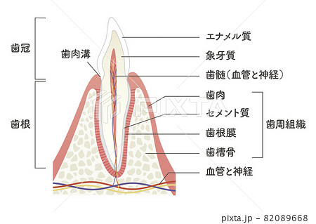 歯の内部構造イラスト 82089668