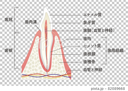 歯の内部構造イラスト 82089668