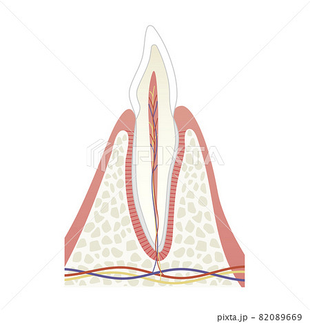 歯の内部構造イラスト 歯の内部構造イラスト 82089669