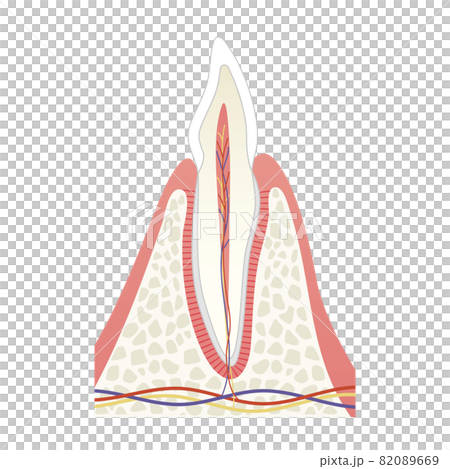 歯の内部構造イラスト 歯の内部構造イラスト 82089669