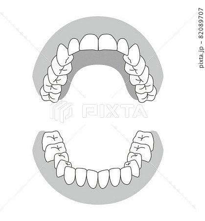 歯の模型イラスト 82089707