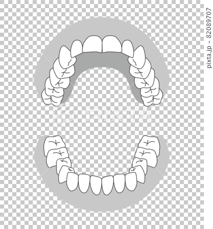 歯の模型イラスト 82089707