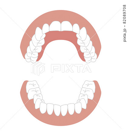 歯の模型イラスト 歯の模型イラスト 82089708