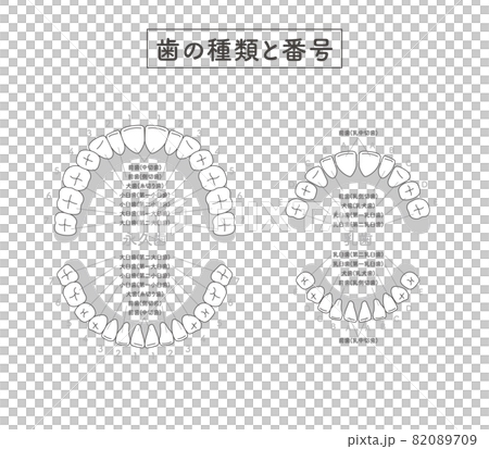 歯の種類と番号 82089709