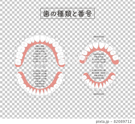 歯の種類と番号 歯の種類と番号 82089712