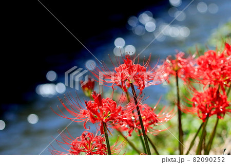 川辺の曼珠沙華 82090252